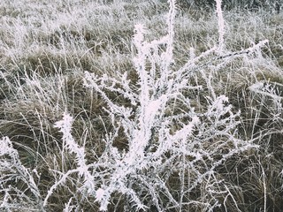 Frozen plants in winter