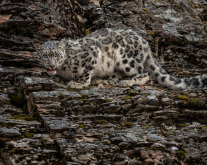 Snow Leopard Mystique Triple D