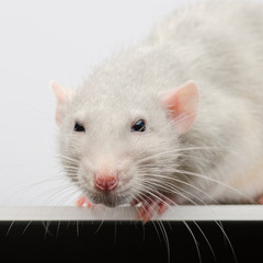 Muzzle of a white rat close-up. Silver rat looking directly at the camera lens