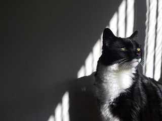 Tuxedo cat in the shadows