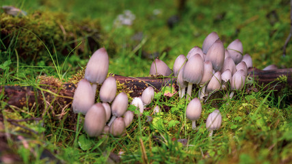 Mushrooms in the forest