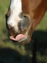 langue de cheval