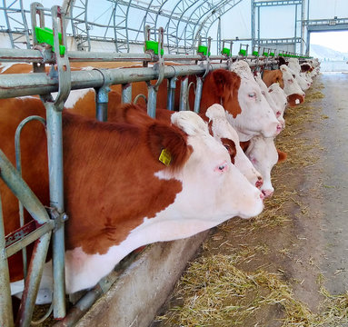 fattening farm