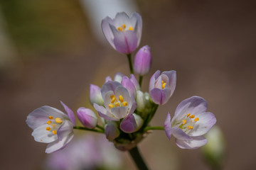Detail of the Flowers of the Rosy garlic (Allium roseum) © LauraFokkema