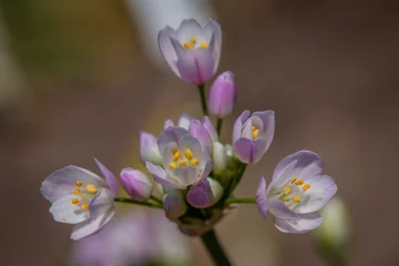 Fotobehang Detail of the Flowers of the Rosy garlic (Allium roseum) © LauraFokkema