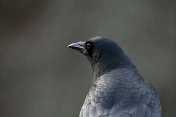 Portrait of a Crow