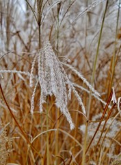 Fototapeta premium Schilf