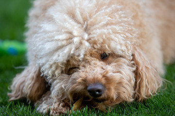 Goldendoodle knabbert an einem Hasenohr und freut sich, dabei ist ein Auge geschlossen
