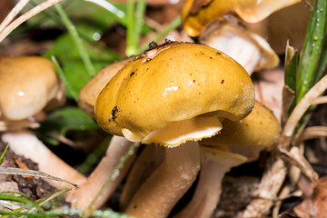 Mushrooms in the forest since it is autumn and it is its time