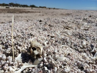 Dead fish skeletons and bones on the shore of the Salton Sea in Southern California