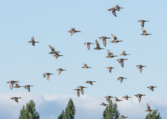 Flock of a group of geese