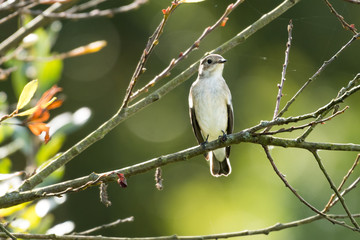 A flycatcher watching from a tree