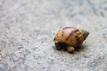 The snail walk  on road