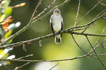 A flycatcher watching from a tree
