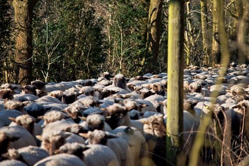 Enges Treiben auf dem Weg zum nächsten Deich