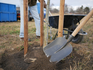 detail of a shovel during planting a tree