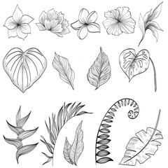 set of floral elements tropical leaves and flowers