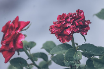 Dark mood & tone flower vintage style