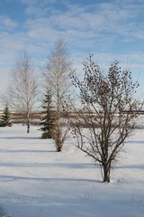 Winter landscape with bare trees
