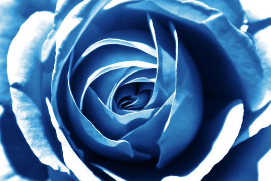 Close-up of a rose flower toned in classic blue color. Trend color 2020.