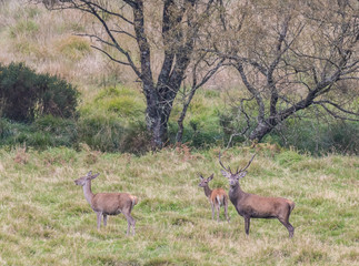 The zeal of the deer is worth admiring!