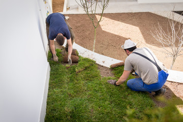 Gardener Installing Natural Grass Turfs Creating Beautiful Lawn Field