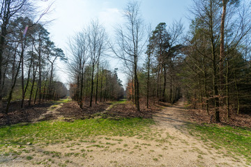 Fototapeta premium Star shaped cross roads in Hof te Dieren, a former palace garden, demolished in 1795 after a fire during the invasion of the French. This part of the forest is called the Sterrenbos (Star Forest) and 