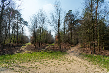 Star shaped cross roads in Hof te Dieren, a former palace garden, demolished in 1795 after a fire during the invasion of the French. This part of the forest is called the Sterrenbos (Star Forest) and 