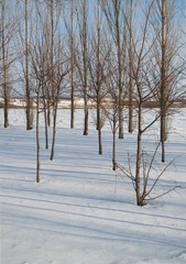 Winter landscape with bare trees
