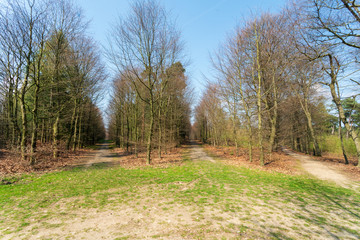 Obraz premium Star shaped cross roads in Hof te Dieren, a former palace garden, demolished in 1795 after a fire during the invasion of the French. This part of the forest is called the Sterrenbos (Star Forest) and 