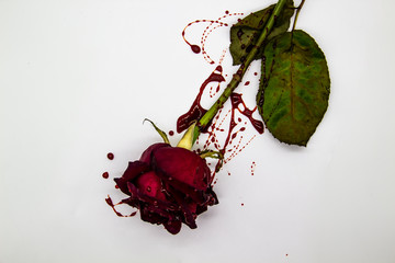 a Bloody rose on a white background. A Burgundy rose in the blood
