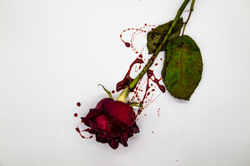 a Bloody rose on a white background. A Burgundy rose in the blood