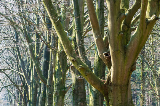 Lane along the Sterrenbos / Carolinaberg in Hof t Dieren, a former royal palace garden in Dieren (The Netherlands). Palace has been demolished in 1795 after a fire during the invasion of the French ar