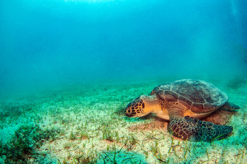 Turtle at Kas, Turkey