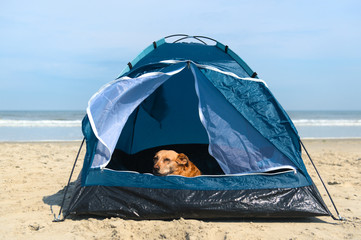 Camping dog with tent at the beach