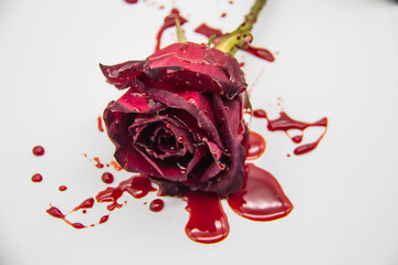 a Bloody rose on a white background. A Burgundy rose in the blood