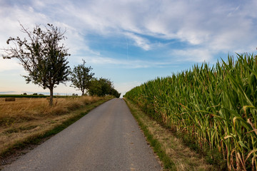 empty road in rural landscape next to agricultural corn field and trees against cloudy sky in summer in Möckmühl, Germany.  Asphalt road in countryside with diminishing perspective against horizon