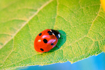 Macro of ladybug on a blade of grass in the morning sun Ladybug - bug. Natural insecticide that destroys pests of crops. A closeup of a ladybug.
