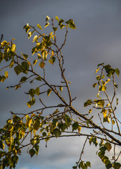 Green leaves in the sunset against the cloudy sky