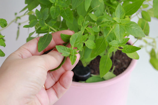 Female hand picking fresh basil leaves in a home garden. Personal perspective.