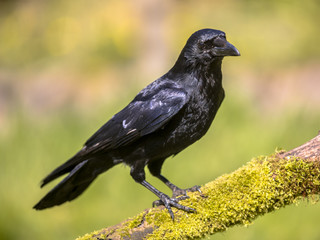 Black Carrion Crow sideview on mossy log