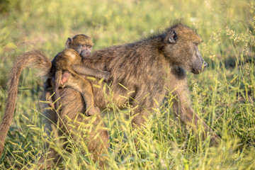 Chacma baboon mother with young