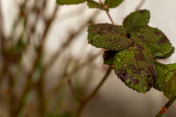 Colorful autumn leaves of rose