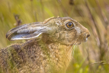 European Hare in grass