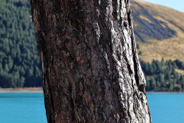 Fototapeta premium Close up of a tree trunk with a lake background