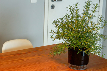 Rosemary vase on a wooden table inside a room.