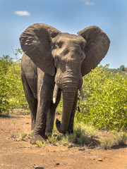 Portrait of African Elephant - obrazy, fototapety, plakaty