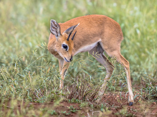 Fototapeta premium Steenbok in green savanna