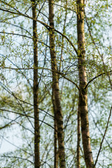 Birch trees growing in mixed forest near Ellecom in The Netherlands.