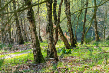 Birch trees growing in mixed forest near Ellecom in The Netherlands.